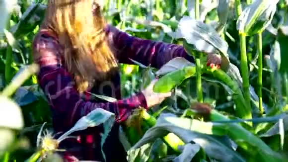女人从玉米地的绿茎上撕下玉米芯视频的预览图