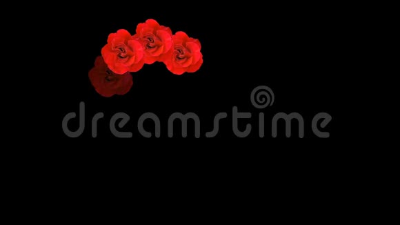 黑色背景红玫瑰动画之心视频的预览图