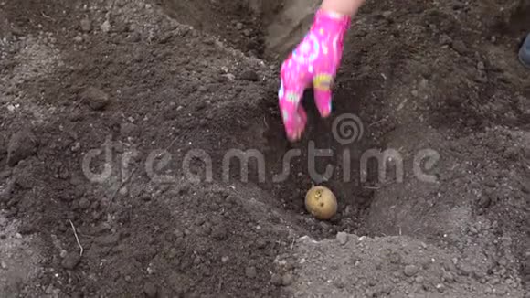 在土壤中种植土豆视频的预览图