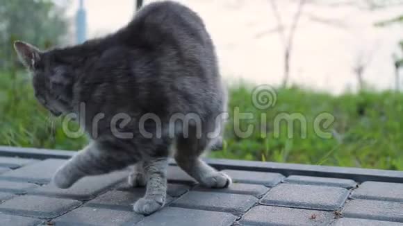 街上的灰斑猫坐在公园的地上看着摄像机视频的预览图