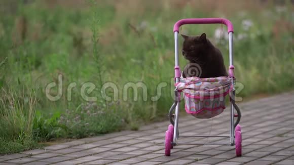 英国北海猫躺在五颜六色的婴儿车户外玩家猫坐在外面的手推车里视频的预览图