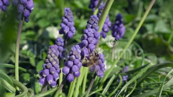花园里的紫罗兰葡萄风信子视频的预览图