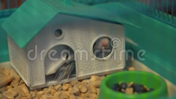 仓鼠伸出鼻子伸出他的房子视频的预览图