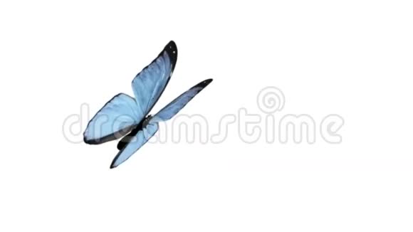 蝴蝶动画循环带通道的周期性扇动翅膀视频的预览图