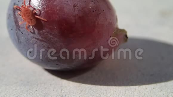 鲜葡萄上的红泥视频的预览图