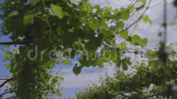 托斯卡纳葡萄园3号视频的预览图