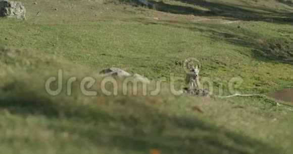 阳光明媚的一天一只可爱的哈士奇小狗在湖边滑稽地跑过草地视频的预览图