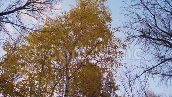 秋天的公园里黄桦树的叶子在树枝上摇曳美丽的蓝天森林上有云视频的预览图