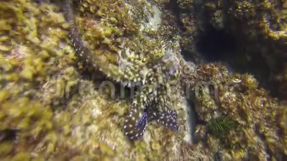 章鱼大战愤怒的一对章鱼攻击惹怒了八哥的海洋生物视频的预览图