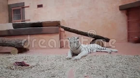 动物园里的老虎视频的预览图