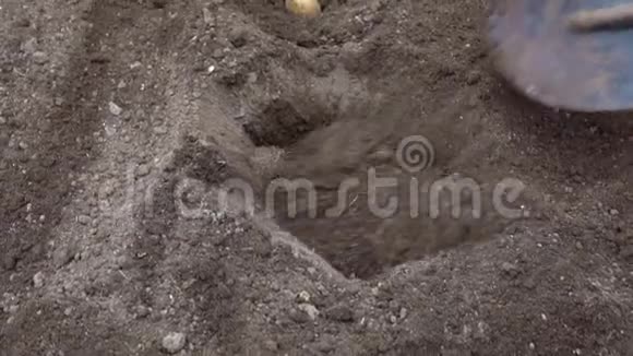 在土壤中种植土豆视频的预览图