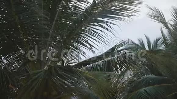 令人惊叹的低角度特写背景拍摄的大郁郁葱葱的椰子棕榈树在阳光明媚的异国海滩风吹视频的预览图