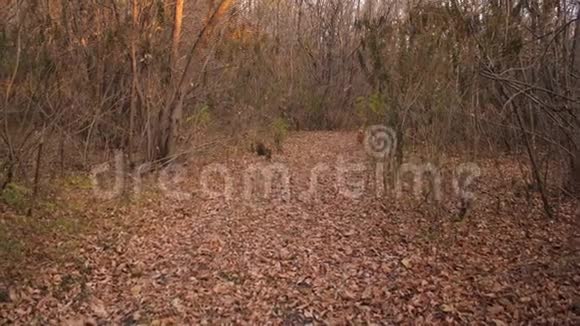 快乐的狗在秋天公园的枯叶上跑向主人慢动作视频的预览图