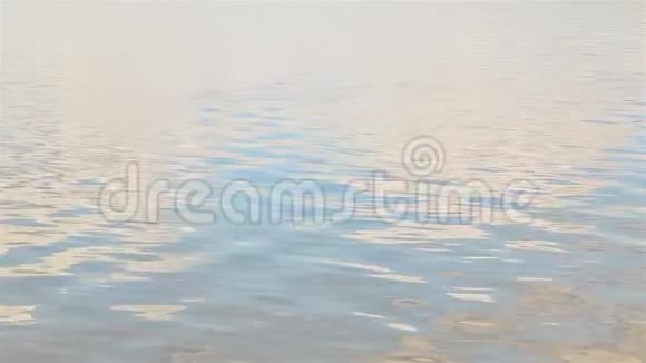 湖中孤独的漂浮天鹅户外高清1920x1080视频的预览图