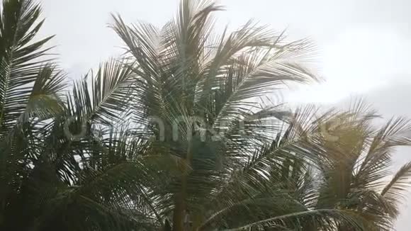 在阳光明媚的异国海滨度假胜地伊迪鲁克的电影背景拍摄了巨大的异国鸟类在茂盛的棕榈树之间飞翔视频的预览图