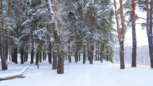 在寒冷的冬天相机移动到白雪覆盖的森林美丽的冬季背景旅游露营时间视频的预览图