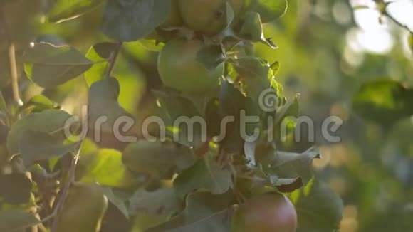 日落时苹果树上挂满了红苹果红苹果长在树枝上用金色阳光柔和地聚焦苹果视频的预览图
