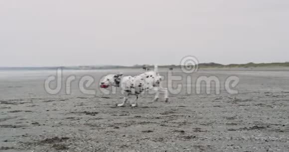 近距离友好的狗达尔马提亚玩耍嘴上拿着一个小球在海滩上快乐地奔跑视频的预览图