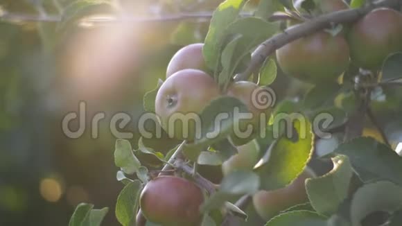 日落时苹果树上挂满了红苹果红苹果长在树枝上用金色阳光柔和地聚焦苹果视频的预览图