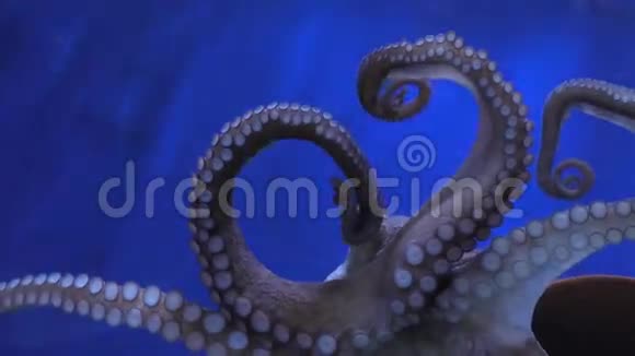 章鱼的胳膊和嘴视频的预览图