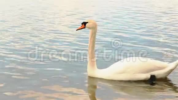 春天美丽的白天鹅在湖上游泳HD1920x1080视频的预览图