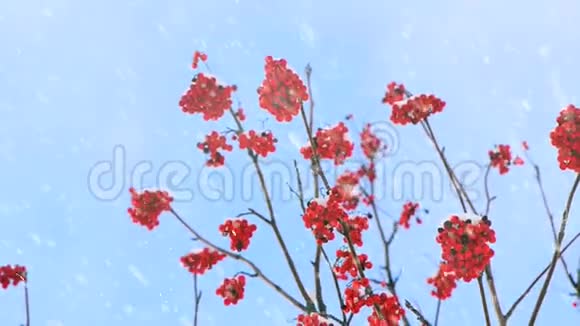 落雪时树上的浆果视频的预览图