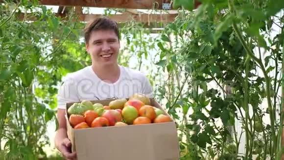 农夫在温室里收割庄稼农夫手里拿着一盒有机蔬菜番茄有机农场食物收获视频的预览图