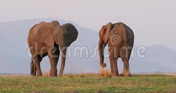 非洲灌木丛象非洲罗索顿塔Loxodontaafricana对赞比亚附近津巴布韦的赞比西河畔的两头大象视频的预览图