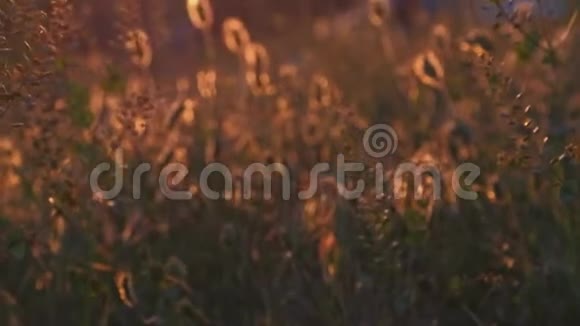 前景上有背光的野草小穗背景上有人走在焦点之外视频的预览图