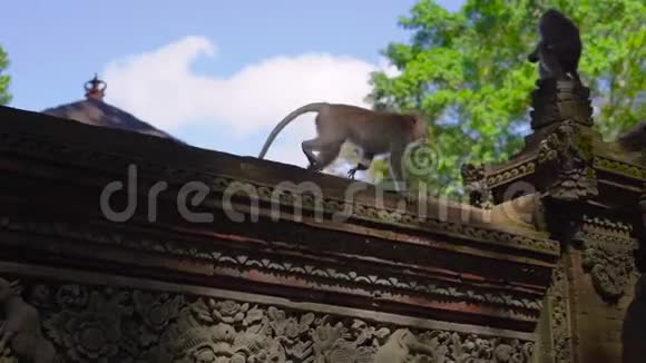 一只猕猴在巴厘岛乌布德村的猴森林生态公园的寺庙墙上行走视频的预览图