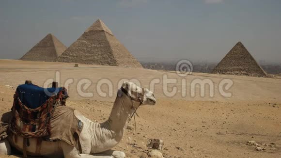 埃及开罗吉萨的骆驼和金字塔视频的预览图