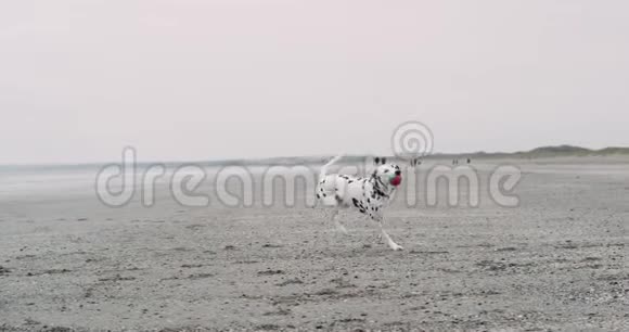 跑达尔马提亚狗的肖像嘴上放着一个小球在蓝海旁边的海滩上慢动作4k视频的预览图