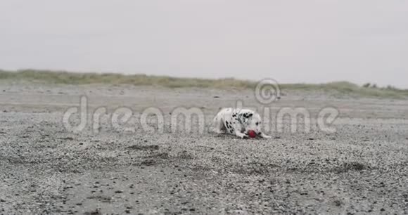 漂亮的小狗达尔马提亚躺在海滩上玩一个小球他在旁边有一个放松的时间视频的预览图