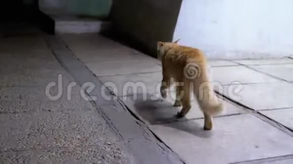 流浪红猫走在街上的夜晚无家可归的埃及野猫在城市街道上视频的预览图