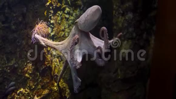 章鱼在水族馆的玻璃上爬行视频的预览图