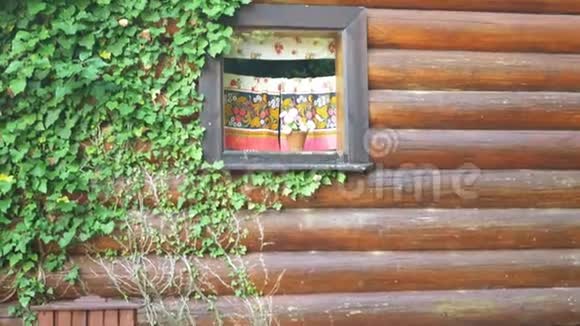 绿色的常春藤墙有一个木屋的窗户复制空间视频的预览图