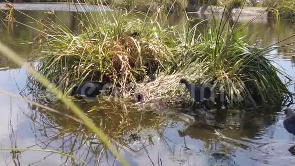 澳大利亚沼泽在池塘里筑巢视频的预览图