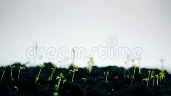 绿色的小植物生长隔离在白色上春天夏天的时间流逝新的生命视频的预览图