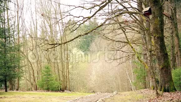 木路在早春HD1920穿过森林公园区域视频的预览图
