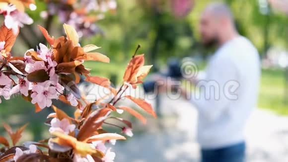 樱花带背景摄影师视频的预览图