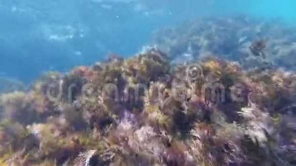 海底的鱼水母和藻类在海礁之间的海底爬行视频的预览图