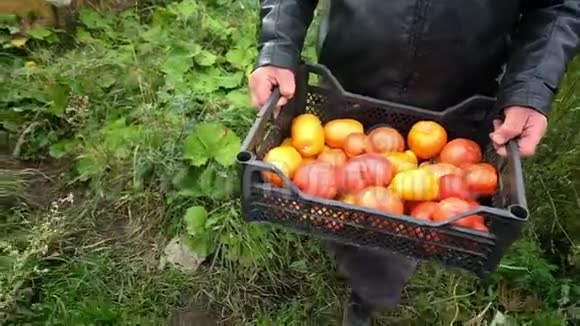 老农把西红柿放在温室里的w盒子里视频的预览图