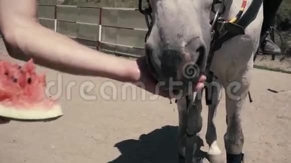 白马吃西瓜视频的预览图