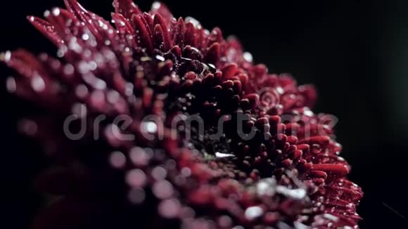 特写侧景水滴落在暗红色的花朵上视频的预览图