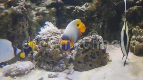 各种各样的鱼在它们的环境中游泳水族馆里玻璃后面有很多种类的鱼视频的预览图