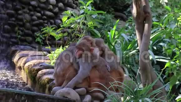 一群猴子一起渗水视频的预览图