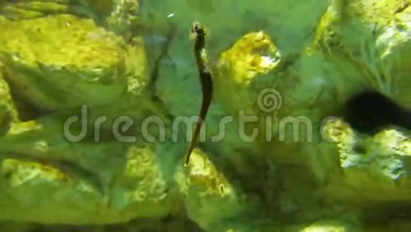 一只海马在水族馆游泳时会吃一只小虾视频的预览图