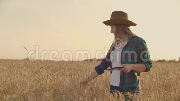日落时分一名妇女的特写镜头触及小麦胚芽并在平板电脑中制作数据视频的预览图