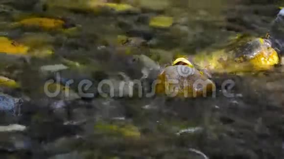 清水溪流过河岩视频视频的预览图
