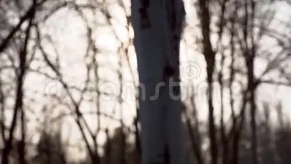 4K屏拍摄的冬季白桦树与太阳的闪耀视频的预览图